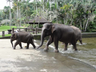 BALI ELEPHANT PARK
