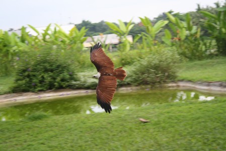 BALI BIRD PARK