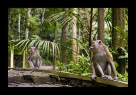 SANGEH MONKEY FOREST