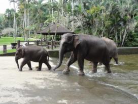 BALI ELEPHANT PARK