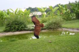 BALI BIRD PARK