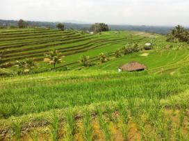 Jatiluwih
